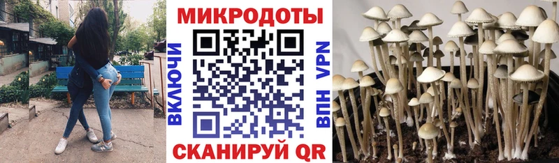 Псилоцибиновые грибы Cubensis  Новокузнецк 
